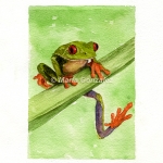 Tree Frog by Maria Gonzalez