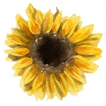 Sunflower by Maria Gonzalez