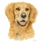 Golden Retriever by Maria Gonzalez