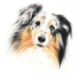 Shetland Sheepdog by Maria Gonzalez