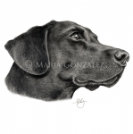 Black Labrador by Maria Gonzalez