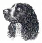 Cocker Spaniel by Maria Gonzalez